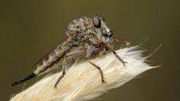 altText(Seres curiosos: se inaugura la muestra fotográfica de 