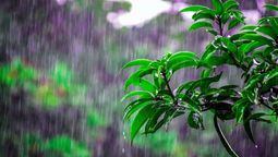 altText(¿Cómo se llama el olor a lluvia? Aquí te decimos )}