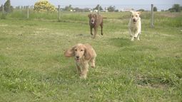 altText(¿Vuelve la Perrera?)}