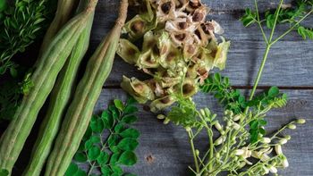 ¿Por qué la moringa es un superalimento que gana notoriedad?