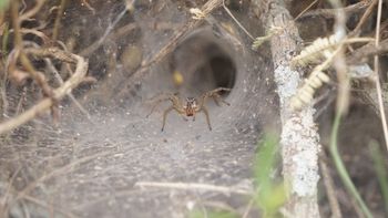 Arañas en Uruguay: ¿cuáles son las nuevas especies?