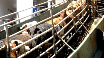 Barco con casi 3.000 bovinos regresa a Uruguay tras semanas varado en Turquía