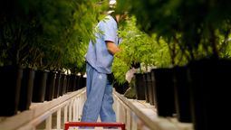 altText(La industria del cannabis crece y el uso medicinal promete)}