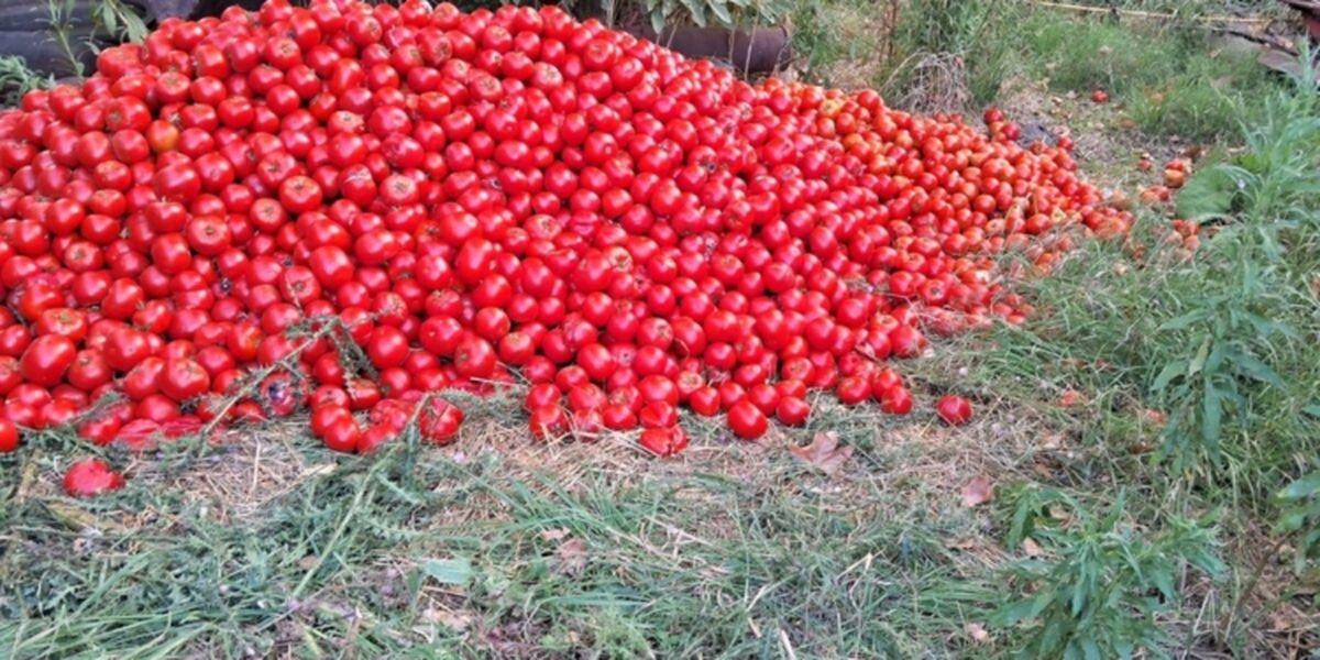 Toneladas de tomate desperdiciadas.