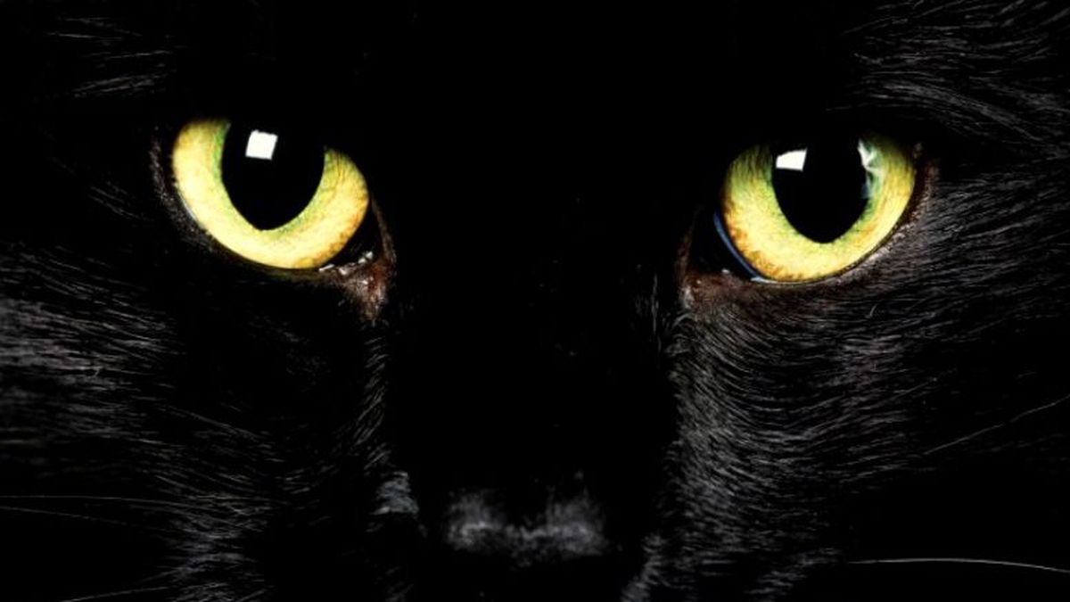 Esto es lo que quiere decirte tu gato con sus gestos más comunes, de acuerdo con la National Geographic.