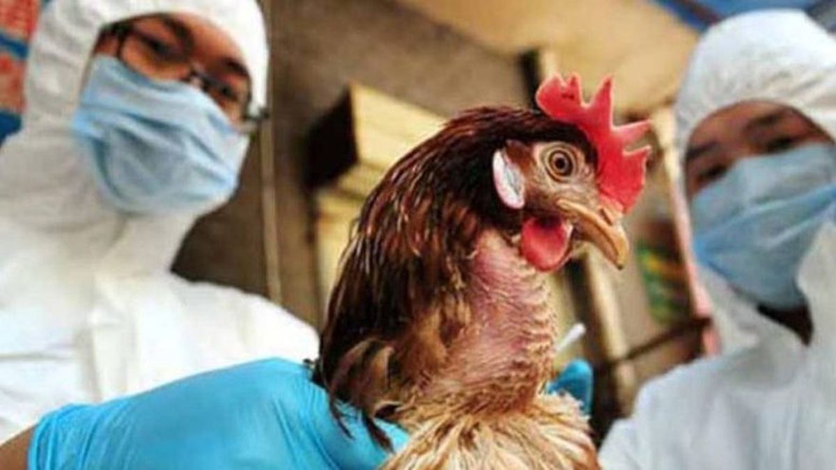Inician distribución de vacunas contra gripe aviar.  