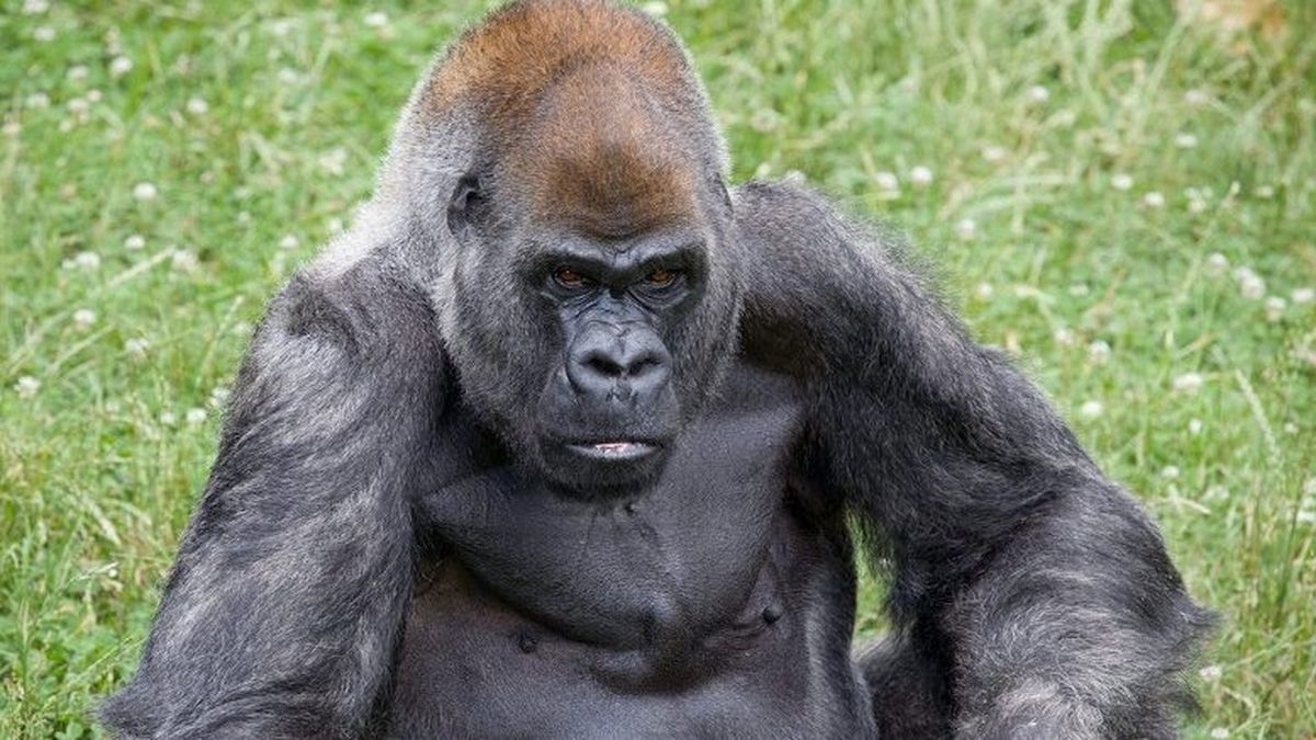 Murió Ozzie, el gorila macho más viejo del mundo