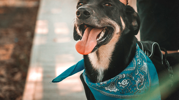 INBA: Hoy paga el que quiere: una reforma para hacer efectivas las multas por maltrato animal