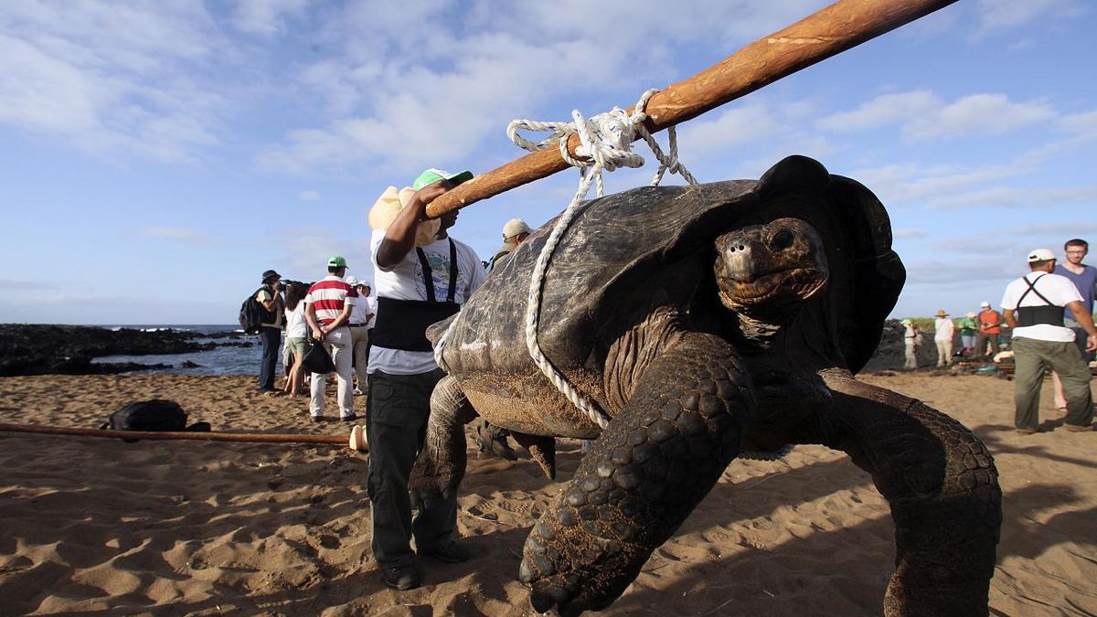 La tortuga gigante fantástica no estaba extinta.