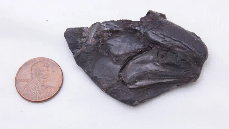 319 millones de años: el fósil del vertebrado más antiguo