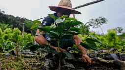 altText(Los cultivos de hoja de coca en Bolivia aumentaron 10% en 2024)}