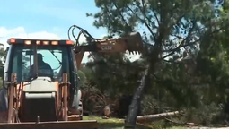 altText(Adiós a los pinos: polémica por tala autorizada en Barra de Carrasco)}