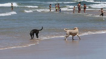 ¿Cuáles son las playas habilitadas para llevar mascotas en Uruguay?