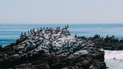 altText(Día internacional de las aves migratorias: descubriendo el tesoro del litoral uruguayo)}