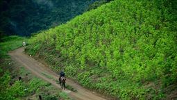 altText(Colombia rompe récord histórico de cultivos de coca)}