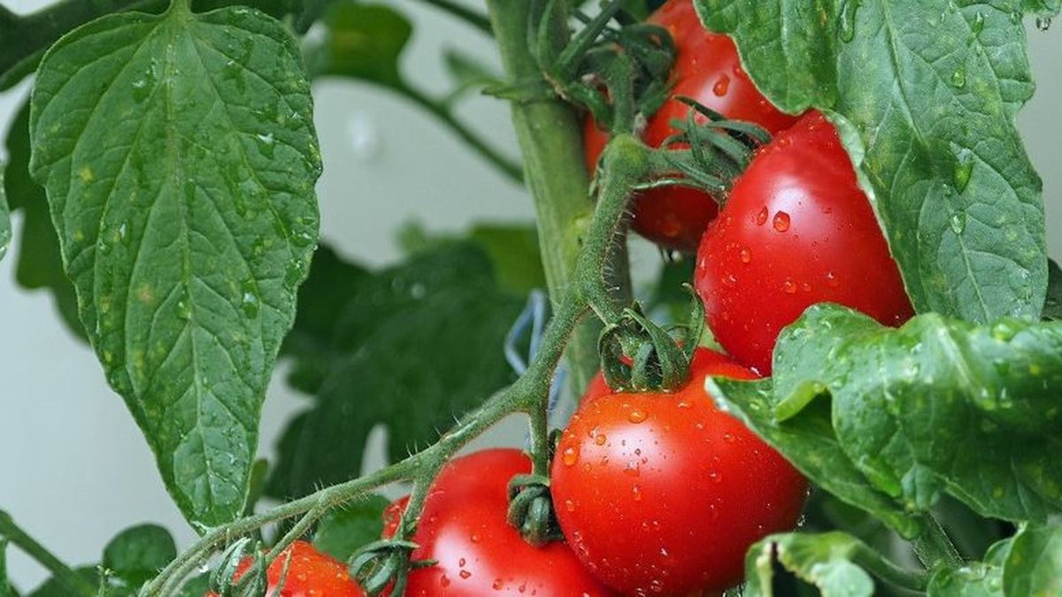 Japón autoriza por primera vez la venta de tomates con genoma editado para tratar la hipertensión