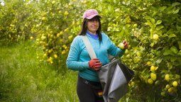 altText(BPS activó subsidio especial por desempleo para 3.000 trabajadores del sector citrícola)}