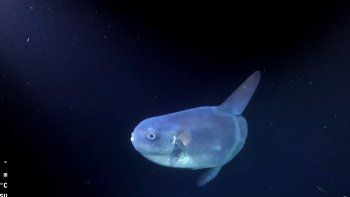Pez mola en aguas uruguayas