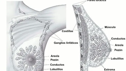 altText(Nuevo tratamiento duplica supervivencia en cáncer de mama)}