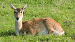 altText(Campaña para proteger al venado de campo agita las redes)}