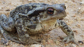 El veneno del sapo bufo: un potente alucinógeno