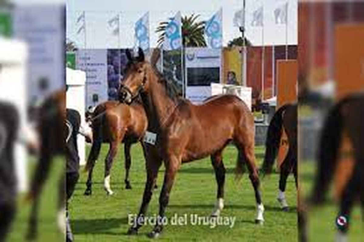 ¿El caballo en el ejército es un negociado? Foto: Ejército Nacional