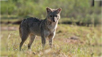 Los animales silvestres no son mascotas, ni enemigos