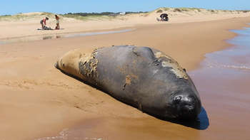 Elefante marino muda su piel en la playa de Punta Negra