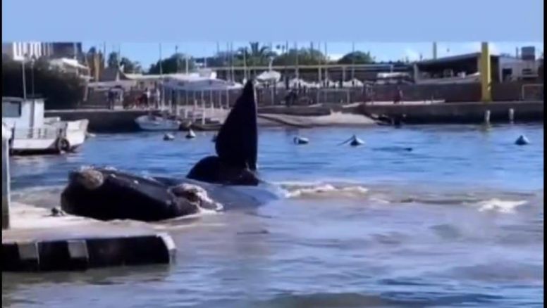 Una ballena franca llegó al puerto de Punta del Este
