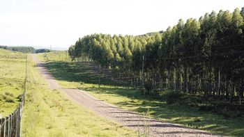 Ley forestal: Juguemos en el bosque mientras el lobo no está