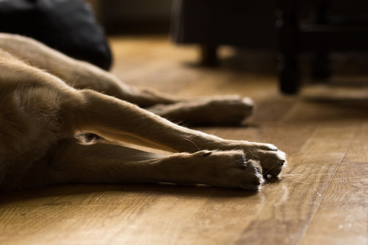 Confirmaron 19 casos de leishmaniasis en perros / Foto ilustrativa