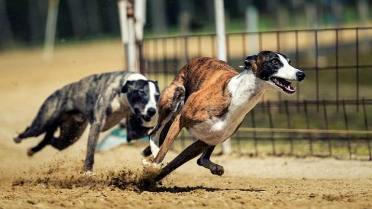 Rige prohibición de carreras de perros en todo el país