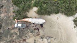 altText(Enterraron a la ballena que apareció en Colonia)}