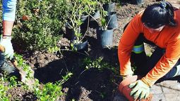 altText(¿Cómo plantar más árboles en los barrios?)}