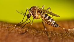 altText(Alerta por dengue en Uruguay)}