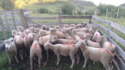 altText(Policía rural recuperó 35 ovejas robadas en un campo de Rivera)}