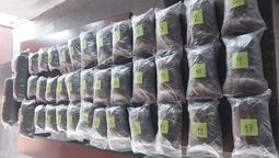 altText(Policía de Cerro Largo incautó más de 12 kg y 91 plantas de marihuana)}