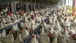 altText(Nuevo foco de gripe aviar en Montevideo)}