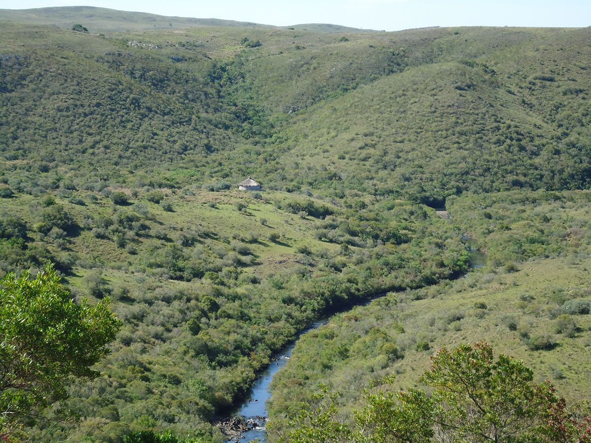 Organizaciones exigen detener proyecto forestal en área protegida de la Laguna Merín.