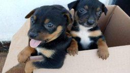 altText(¿Adoptás o comprás?: jornada de adopción responsable en Montevideo este sábado)}