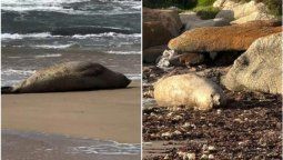 altText(Otra elefanta marina elige Maldonado: posible nuevo nacimiento en José Ignacio)}