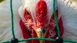 altText(Nuevo foco de gripe aviar en San José)}