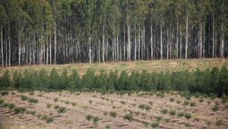 altText(Gobierno derogó decreto de Lacalle Pou que flexibilizaba evaluaciones ambientales a forestales)}