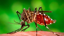 altText(¿Cuántos casos de chikungunya y dengue registra Uruguay?)}