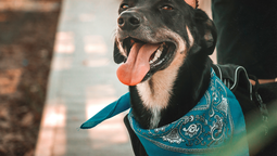 altText(INBA lanza campaña sobre tenencia responsable de animales )}