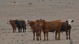 altText(Sequía: productores de Tacuarembó amenazan con cortar rutas )}