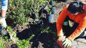 ¿Cómo plantar más árboles en los barrios?