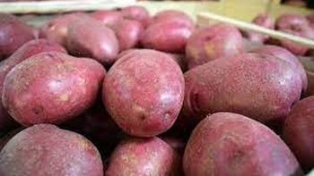 Destacan virtudes de nueva variedad de papa producida por el INIA en San José
