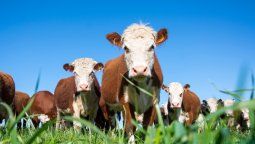 altText(¿Dónde están las vacas?: imputaron a tomador de ganado de Conexión Ganadera, Maximiliano Rodríguez)}