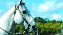 altText(La encefalitis equina y los pingos sin Estado)}